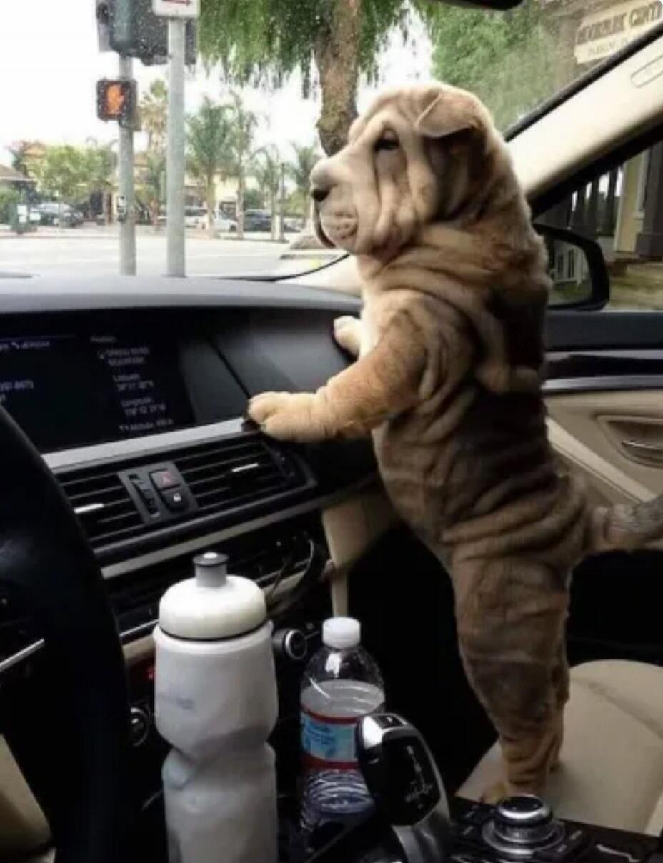 A Shar Pei dog stands on its hind legs in the passenger seat of a car, looking out the front windshield. The dog appears to be observing the street scene.