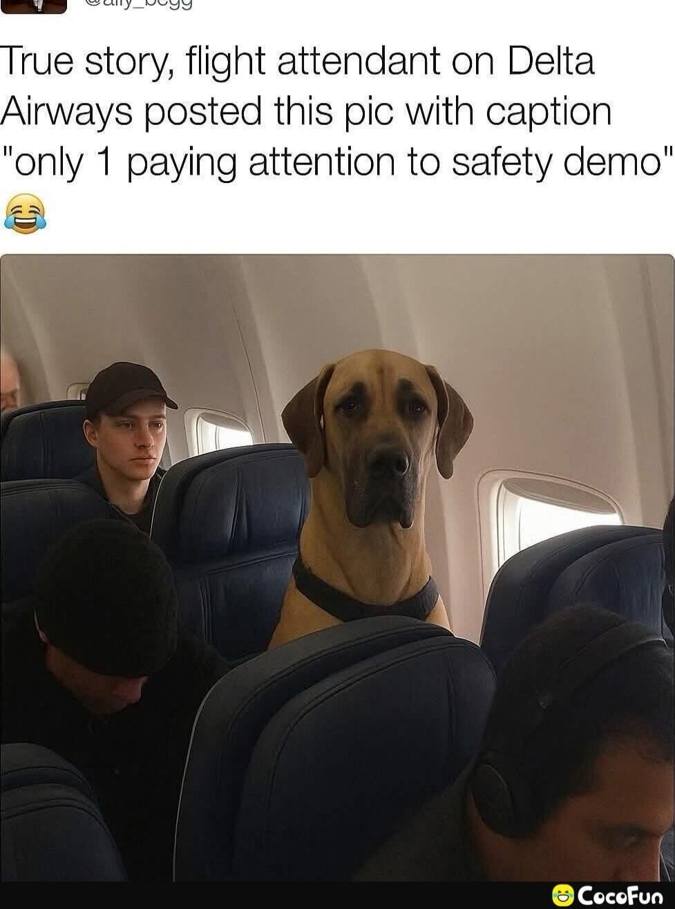 True story, flight attendant on Delta Airways posted this pic with caption 'only 1 paying attention to safety demo' 😂