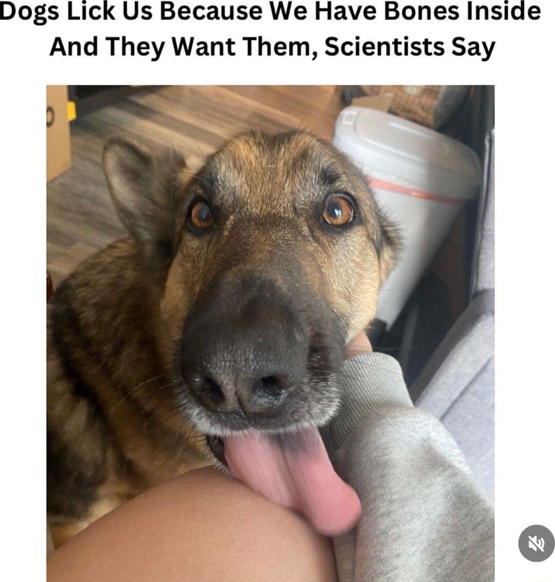 Dogs Lick Us Because We Have Bones Inside And They Want Them Scientists Say