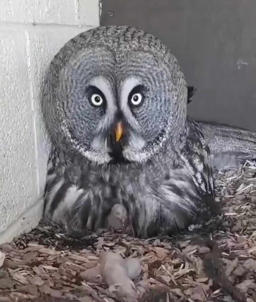 An adult owl sits in a nest with two owlet chicks nearby.