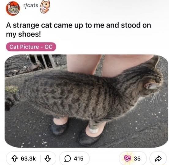 A strange cat came up to me and stood on my shoes! Cat Picture - OC