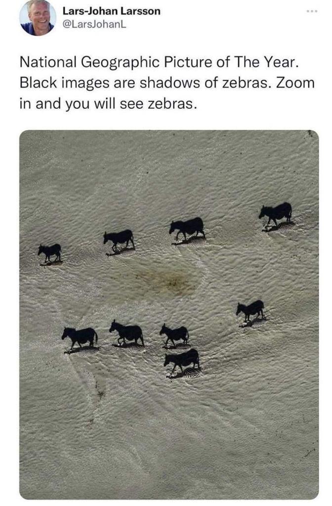 Lars Johan Larsson LarsjohanL National Geographic Picture of The Year Black images are shadows of zebras Zoom in and you will see zebras