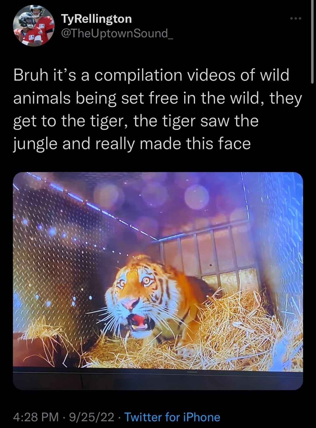 5 TyRellington TheUptownSound_ Bruh its a compilation videos of wild animals being set free in the wild they R R R CETREWA G 1 jungle and really made this face 428 PM 9 2 Twitter for iPhone 4597 Retweets 611 Quote IWELIERk L QRIS