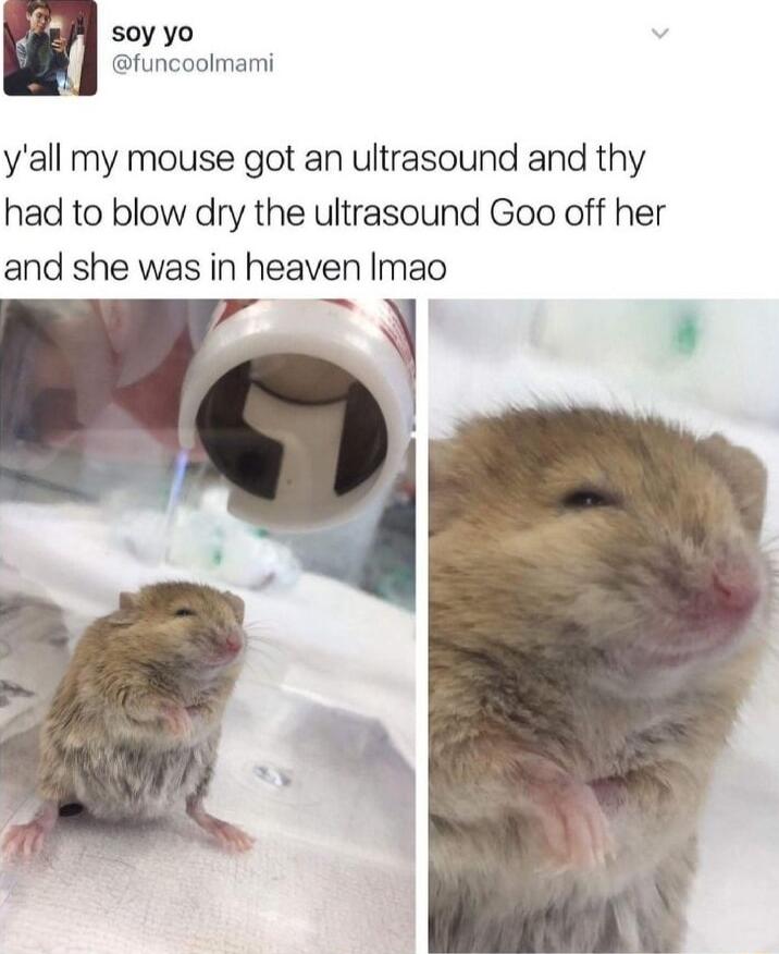 soy yo funcoolmami yall my mouse got an ultrasound and thy had to blow dry the ultrasound Goo off her and she was in heaven Imao n