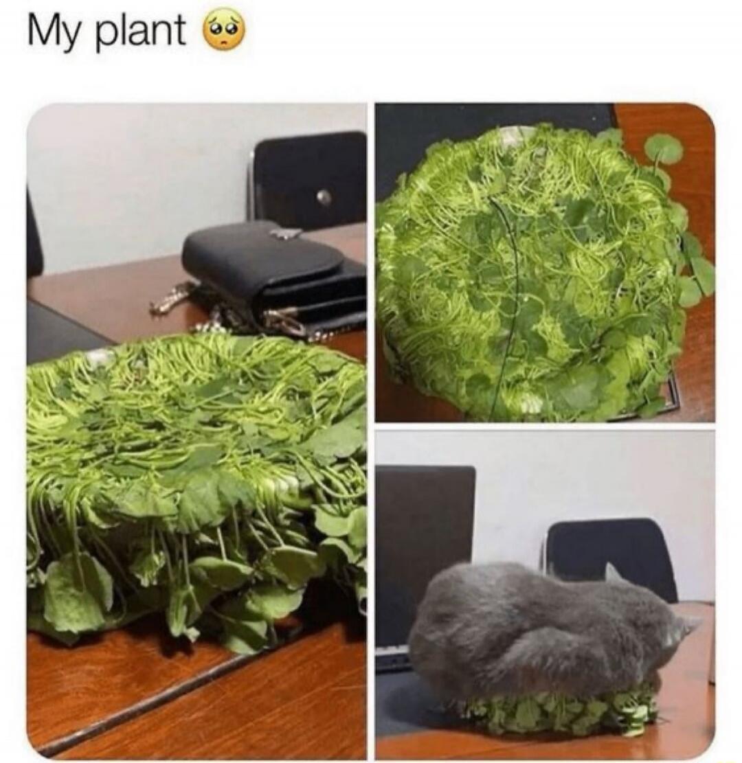 My plant 😳