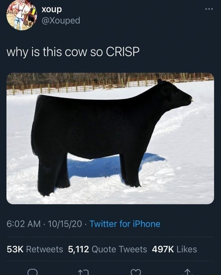 xoup Xouped why is this cow so CRISP 602 AM 1018 53K Retweets 5112 Quote Tweets 497K Likes O ey feo
