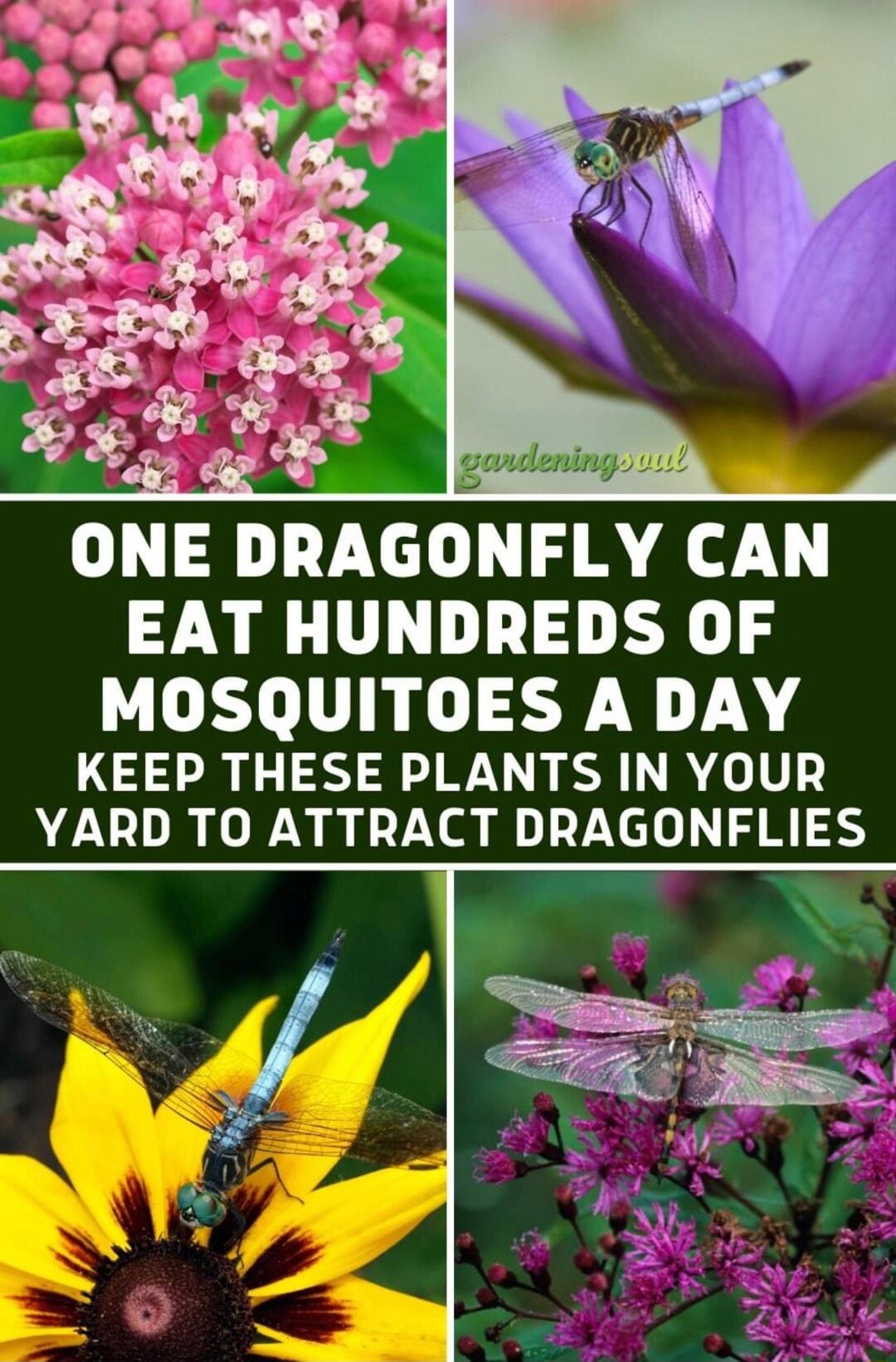ONE DRAGONFLY CAN EAT HUNDREDS OF MOSQUITOES A DAY KEEP THESE PLANTS IN YOUR YARD TO ATTRACT DRAGONFLIES