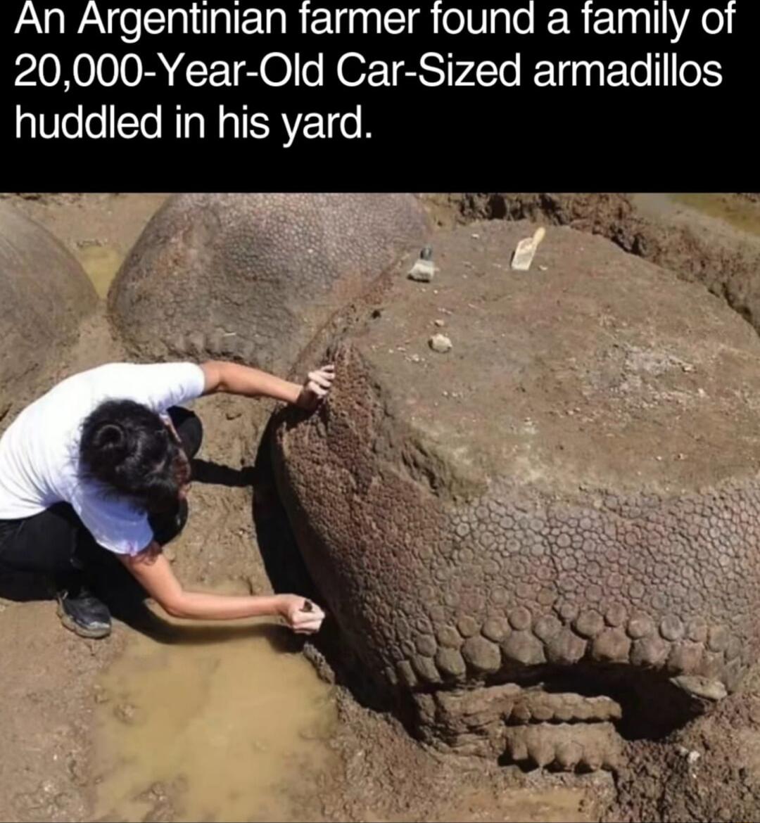 alelcaltgltlg 20000 Year Old Car Sized armadillos huddled in his yard