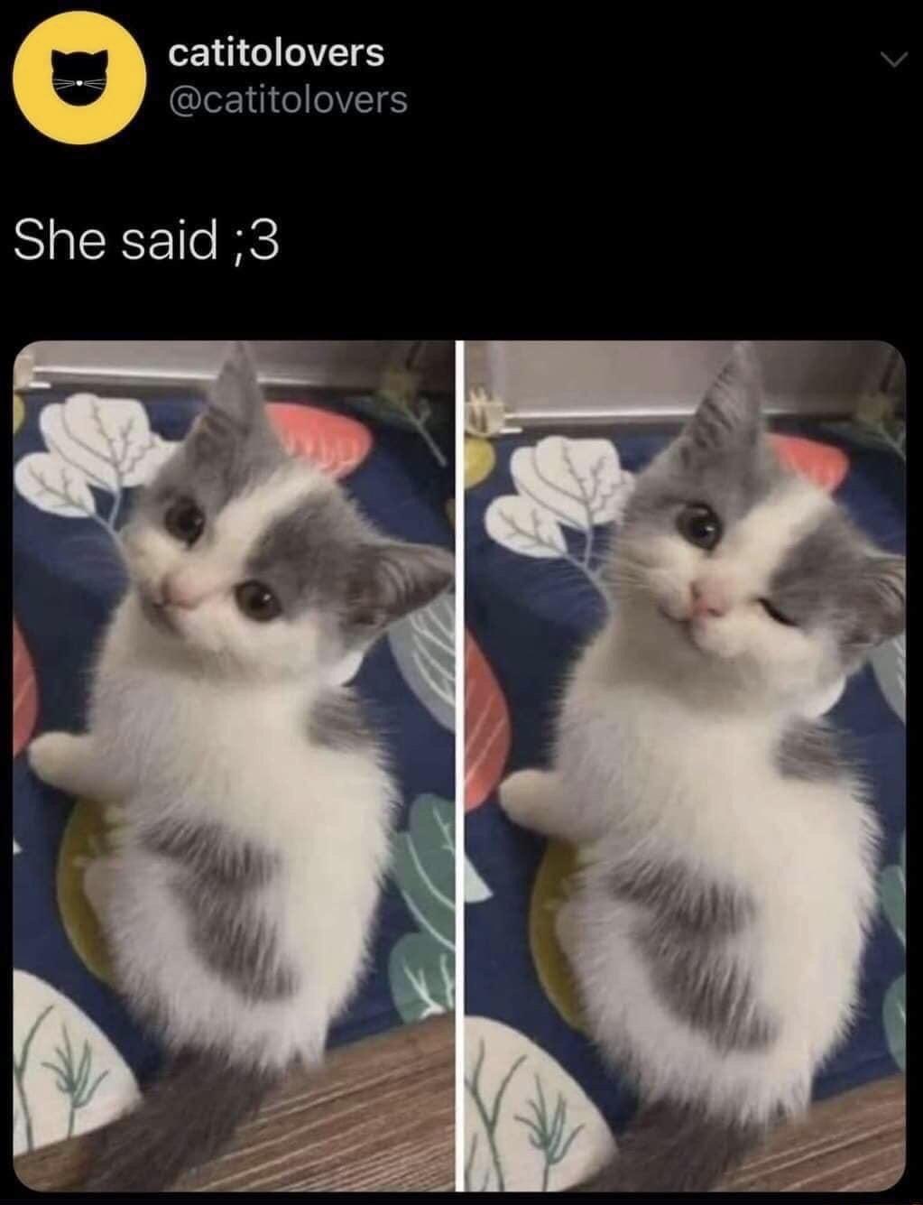 catitolovers catitolovers She said 3
