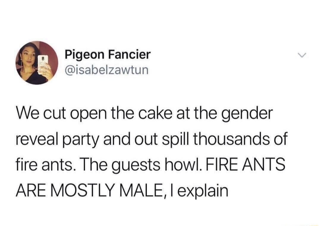 Pigeon Fancier isabelzawtun We cut open the cake at the gender reveal party and out spill thousands of fire ants The guests howl FIRE ANTS ARE MOSTLY MALE explain