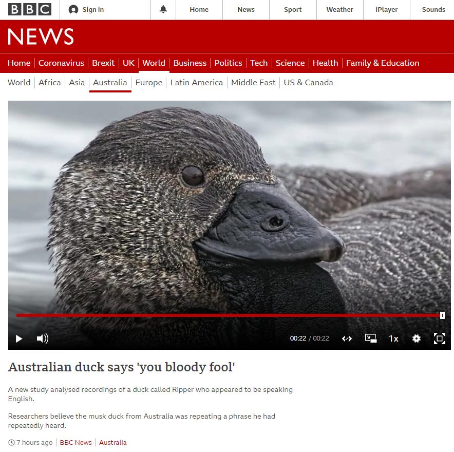 A Home News Sport Weather iPlayer Sounds Home Coronavirus World Busir Tect ducation World Africa Asia Australia Europe Latin America Middle East US Canada Australian duck says you bloody fool A new study analysed recordings of a duck called Ripper English appeared to be speaking Researchers believe the musk duck from Australia was repeating a phrase he had repeatedly heard