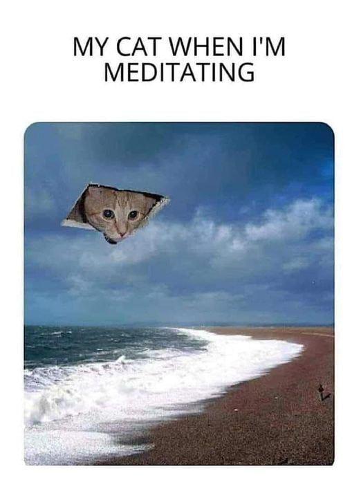 MY CAT WHEN IM MEDITATING