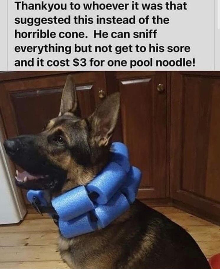 Thankyou to whoever it was that suggested this instead of the horrible cone He can sniff everything but not get to his sore and it cost 3 for one pool noodle