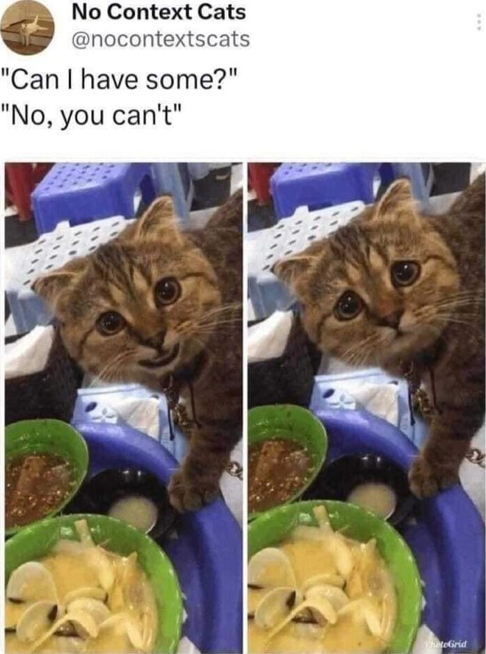 No Context Cats nocontex S Can have some No you cant