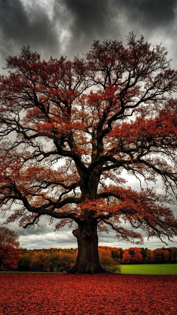 A solitary large tree with red autumn leaves in a field, dramatic cloudy sky.