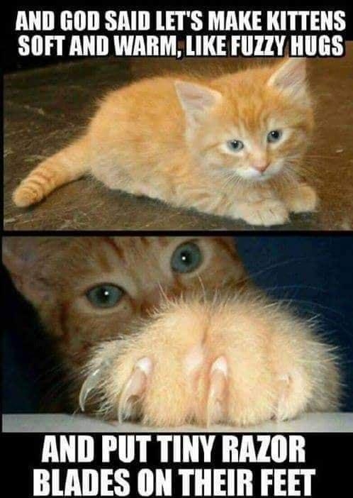 AND GOD SAID LETS MAKE KITTENS SOFT AND WARM LIKE FUZZY HUGS o AND PUT TINY RAZOR TR