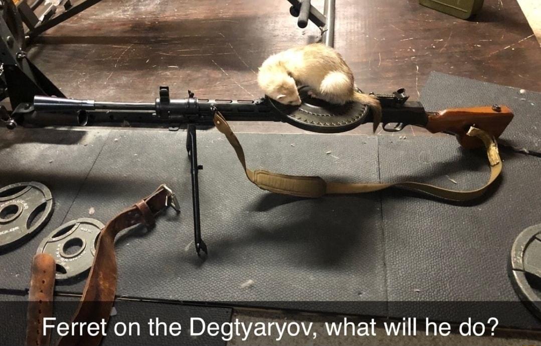 Ferret on the Degtyaryov what willhe do