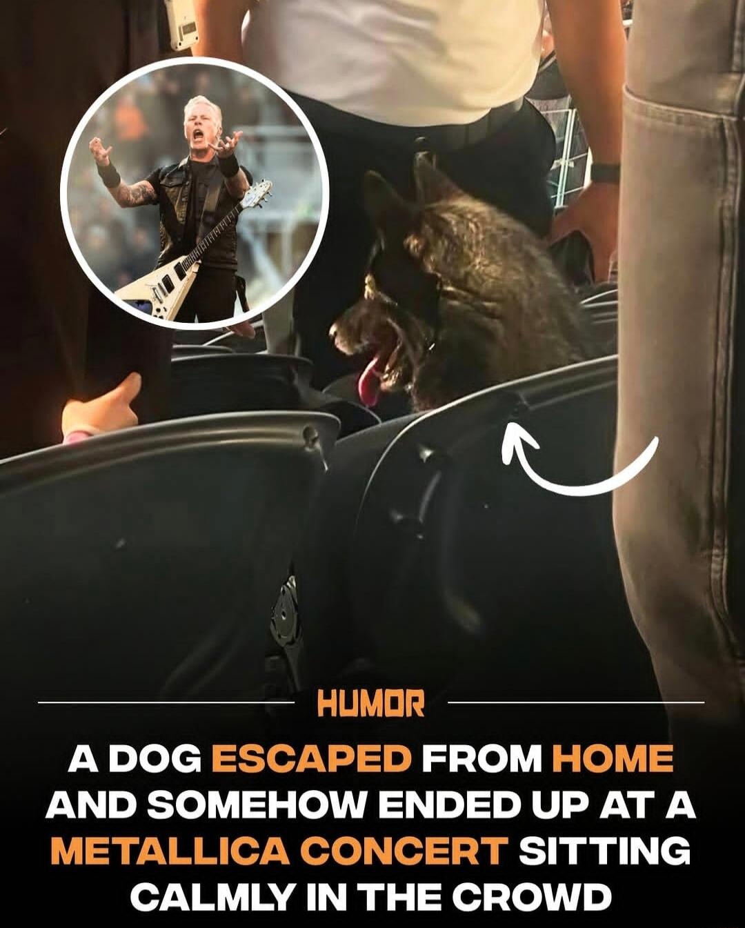HUMOR. A dog escaped from home and somehow ended up at a Metallica concert, sitting calmly in the crowd. The image also features a circular inset of James Hetfield performing with Metallica.