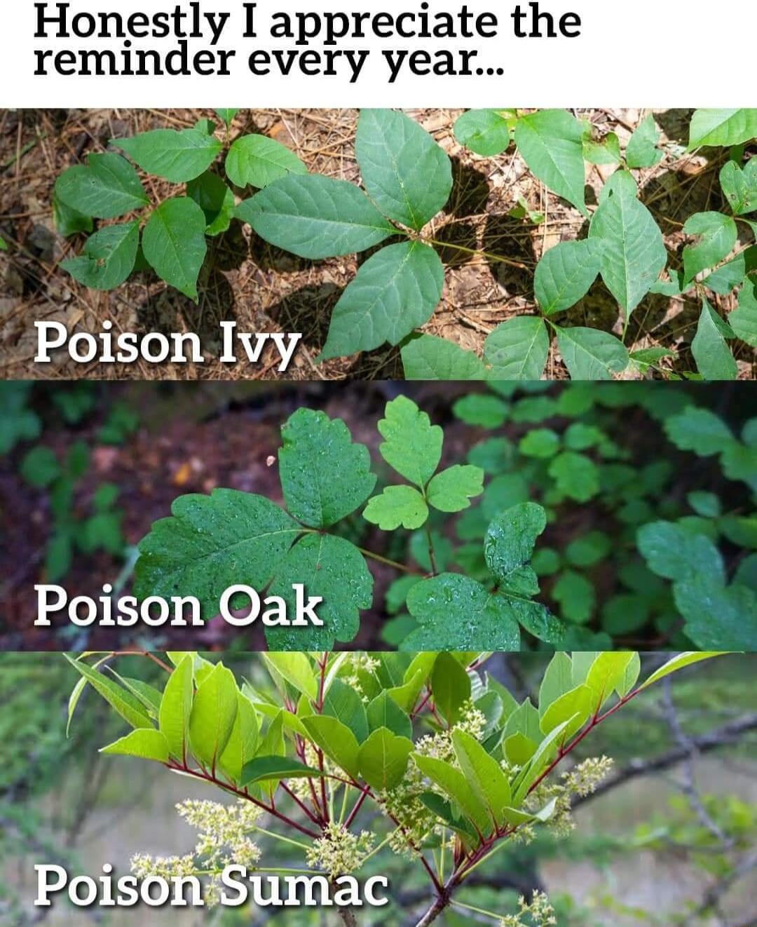 Honestly I appreciate the reminder every yea 4 Poison Oak i a7 i