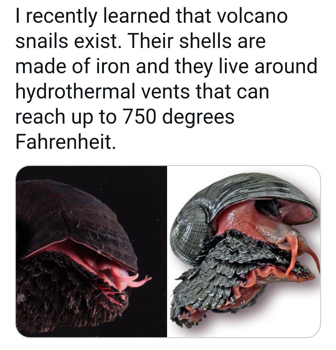 recently learned that volcano snails exist Their shells are made of iron and they live around hydrothermal vents that can reach up to 750 degrees Fahrenheit