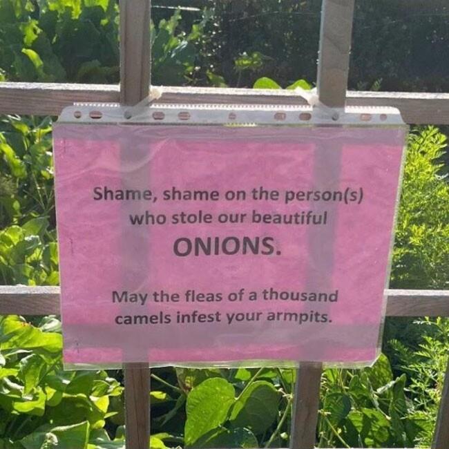 Shame shame on the persons who stole our beautiful ONIONS May the fleas of a thousand camels infest your armpits