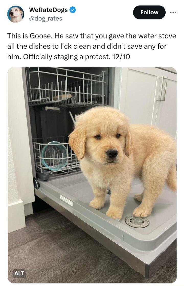 WeRateDogs m dog _rates This is Goose He saw that you gave the water stove all the dishes to lick clean and didnt save any for him Officially staging a protest 1210