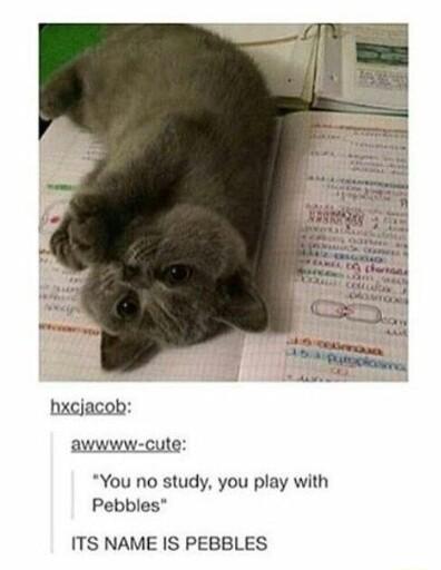 hxcjacob awwww cute You no study you play with Pebbles ITS NAME IS PEBBLES