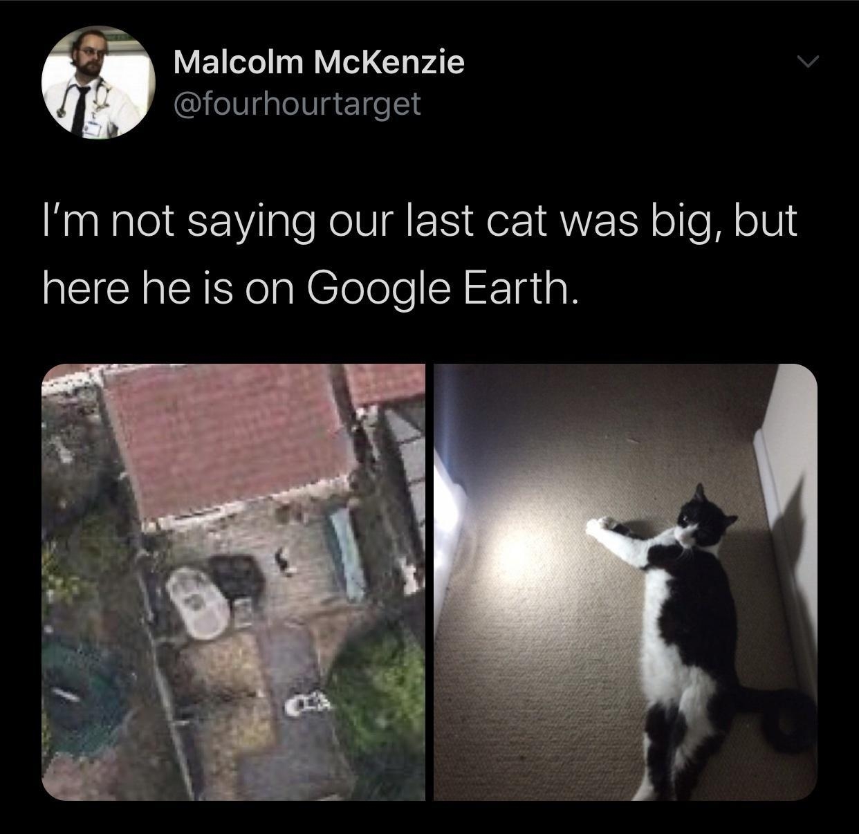S V E1eTe 3 WV o3 TR VA TS legqleVgeTge1s Im not saying our last cat was big but here he is on Google Earth