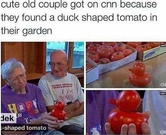 couple got on cnn because they found a duck shaped tomato in their garden shaped tomato