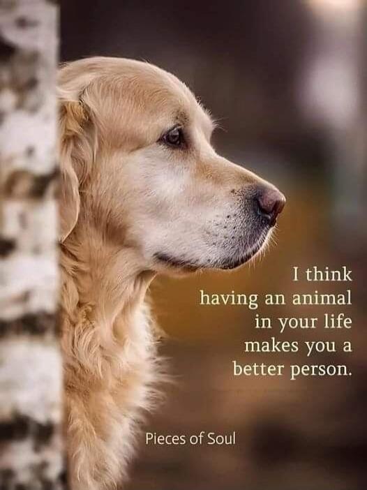 I think having an animal in your life makes you a better person. Pieces of Soul
