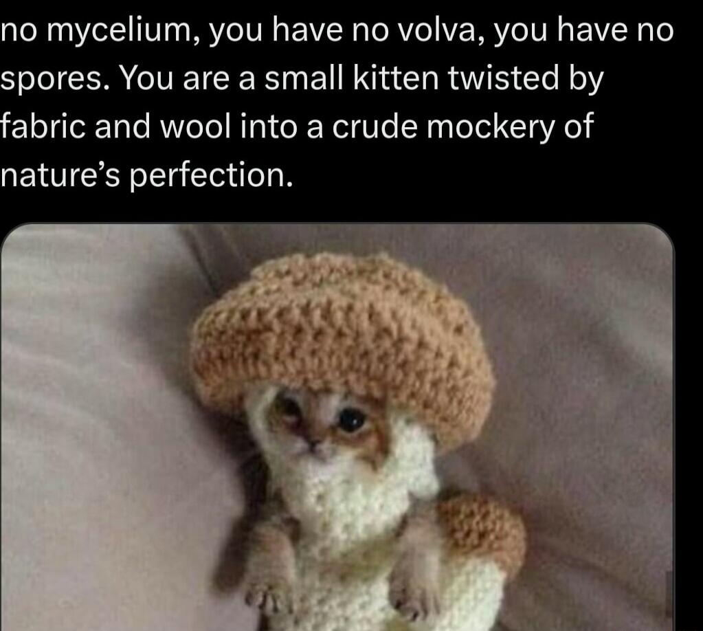 no mycelium you have no volva you have no pores You are a small kitten twisted by abric and wool into a crude mockery of natures perfection