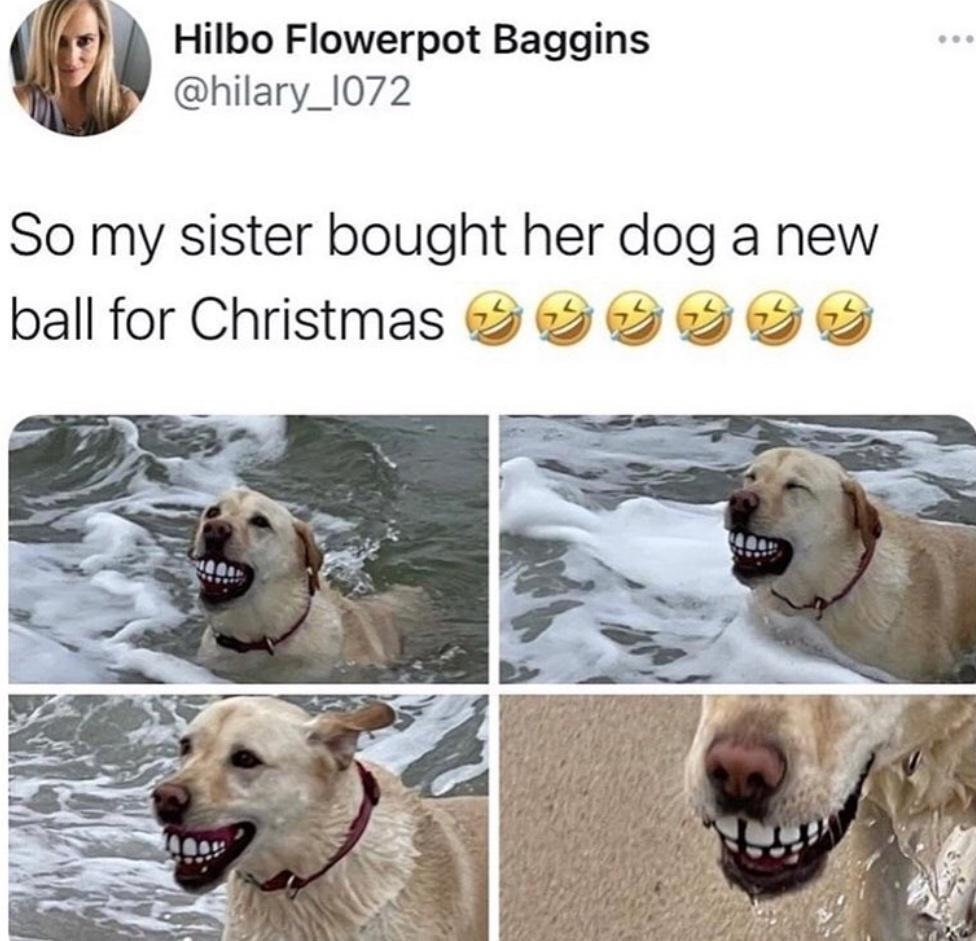 Hilbo Flowerpot Baggins hilary_l072 So my sister bought her dog a new ball for Christmas