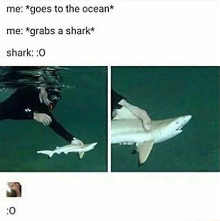 me goes to the ocean me grabs a shark shark 0