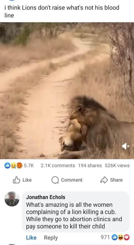 i think Lions dont raise whats not his blood line 57K 21Kcomments 194 shares 526K views Y Like Q comment Share Jonathan Echols Whats amazing is all the women complaining of a lion killing a cub While they go to abortion clinics and pay someone to kil their child Like Reply 971 Q0