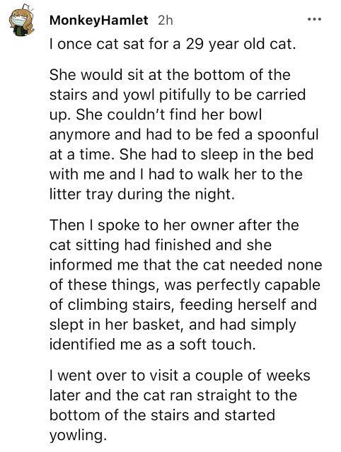 MonkeyHamlet 2h once cat sat for a 29 year old cat She would sit at the bottom of the stairs and yowl pitifully to be carried up She couldnt find her bowl anymore and had to be fed a spoonful at a time She had to sleep in the bed with me and had to walk her to the litter tray during the night Then spoke to her owner after the cat sitting had finished and she informed me that the cat needed none of