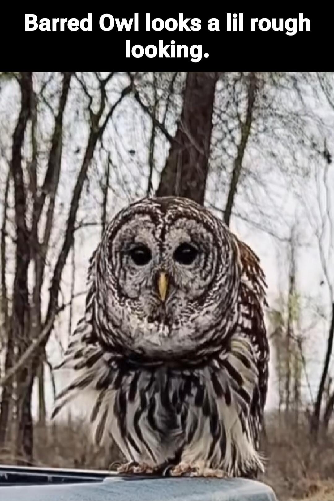 Barred Owl looks a lil rough looking.