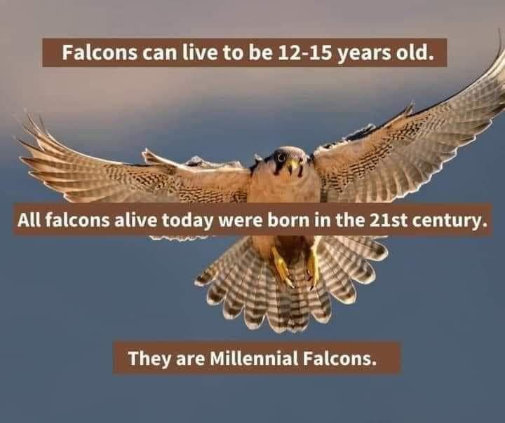 Falcons can live to be 12 15 years old They are Millennial Falcons