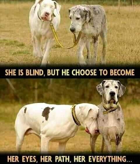 SHE IS BLIND BUT HE CHOOSE TO BECOME HER EYES HER PATH HER EVERYTHING