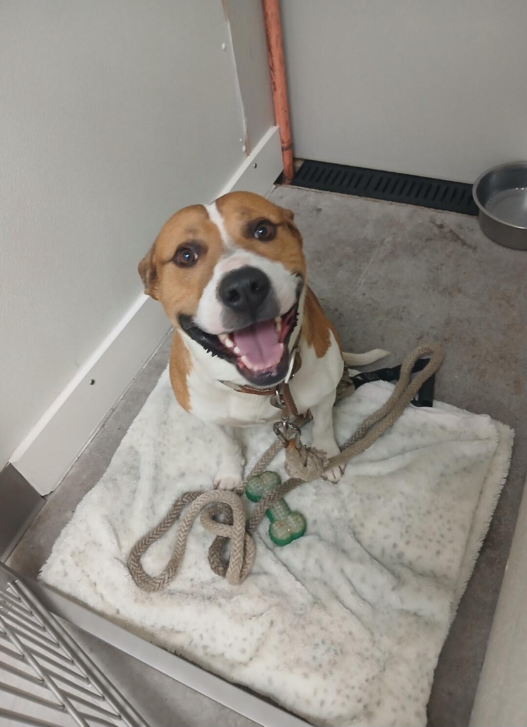Happy dog in a kennel.