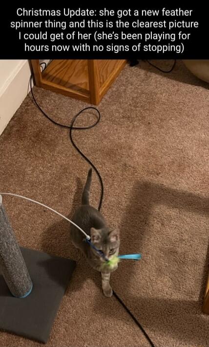 Christmas Update she got a new feather spinner thing and this is the clearest picture could get of her shes been playing for hours now with no signs of stopping