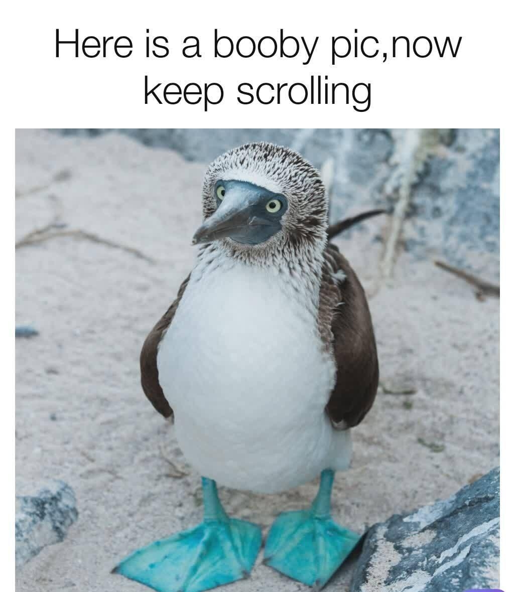 Here is a booby picnow keep scrolling