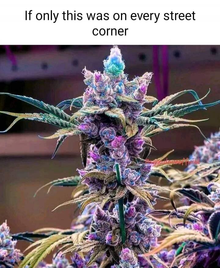 If only this was on every street corner