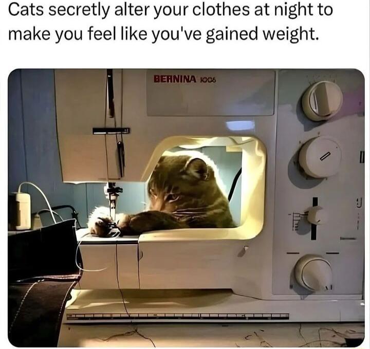 Cats secretly alter your clothes at night to make you feel like youve gained weight