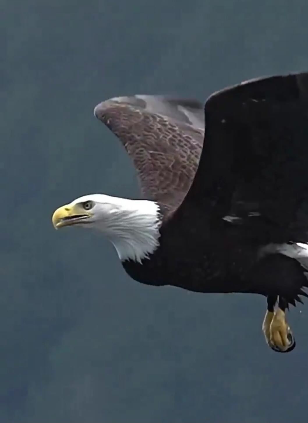 Bald eagle in flight.