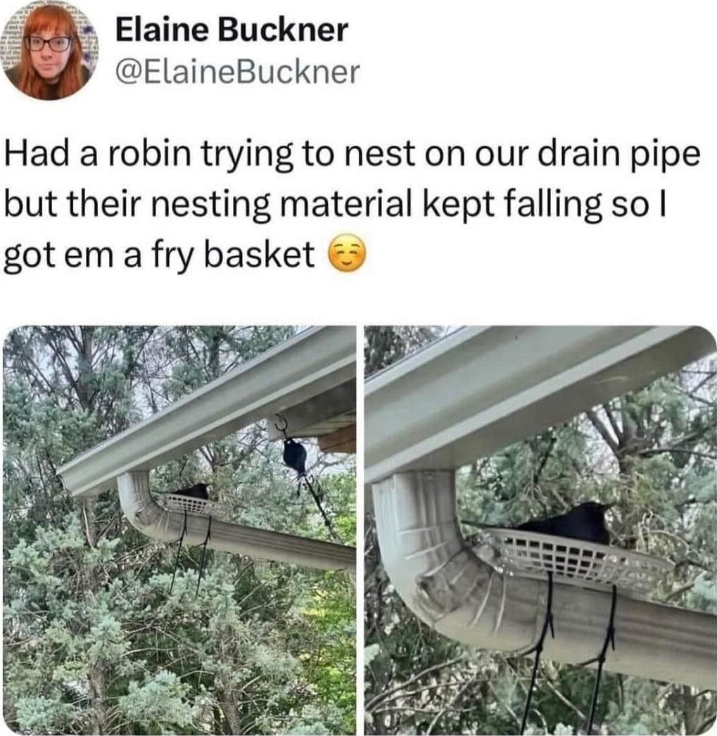 A Elaine Buckner ElaineBuckner Had a robin trying to nest on our drain pipe but their nesting material kept falling so gotem a fry basket