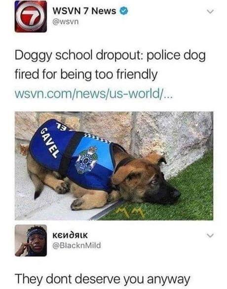 WSVN 7 News wsvn Doggy school dropout police dog fired for being too friendly wsvncomnewsus world L KENAnAIK BlacknMild They dont deserve you anyway