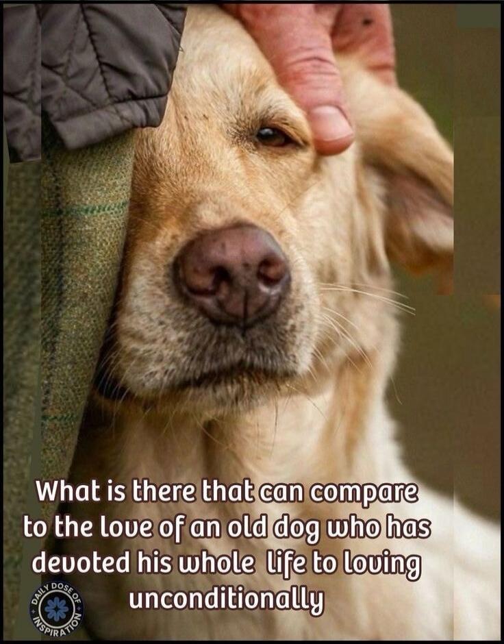 What is there that can compare to the love of an old dog who has devoted his whole life to loving unconditionally. DAILY DOSE OF INSPIRATION.