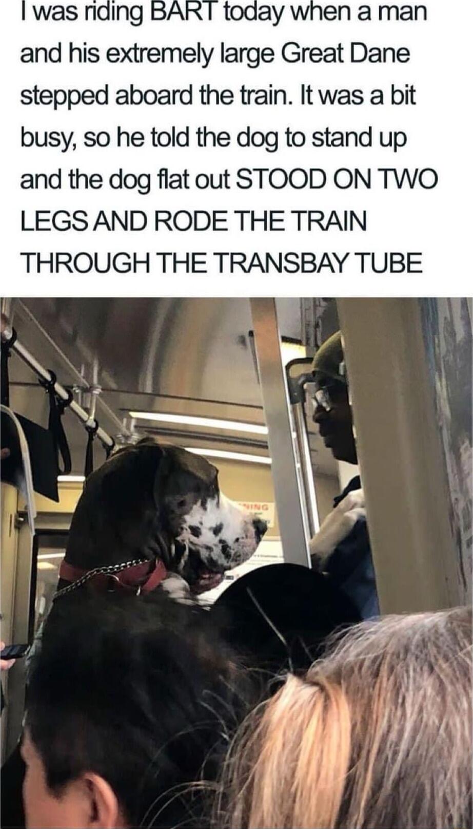 and his extremely large Great Dane stepped aboard the train It was a bit busy so he told the dog to stand up and the dog flat out STOOD ON TWO LEGS AND RODE THE TRAIN THROUGH THE TRANSBAY TUBE