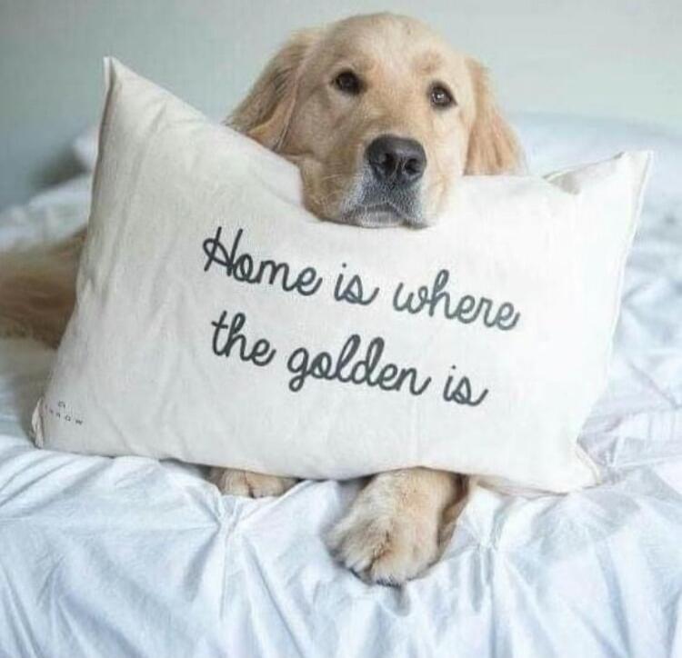 Home is where the golden is