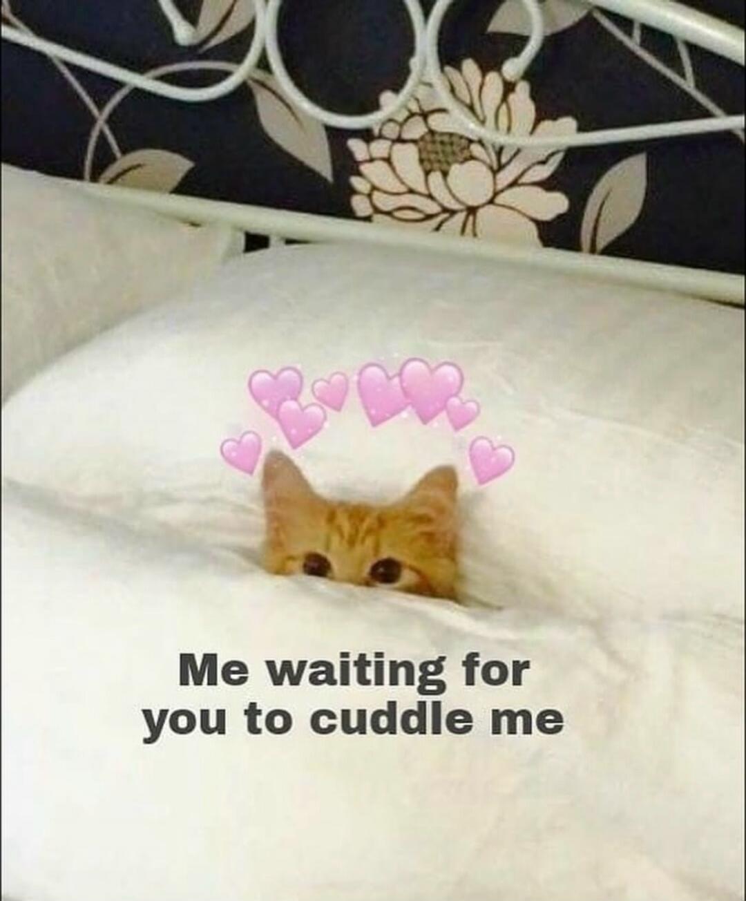 Me waiting for you to cuddle me